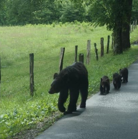 Meet your Posher, Stephanie - Picture 3 of 10